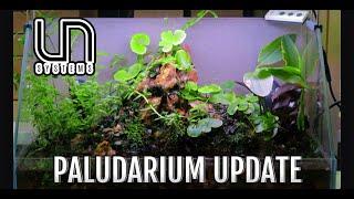 UNS 45E Paludarium Update