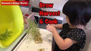 GOOD BABY HANNAH GROWS, HARVEST & COOK THE BEAN SPROUT!