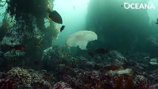 MOON JELLIES: Fabulous floaters | Oceana