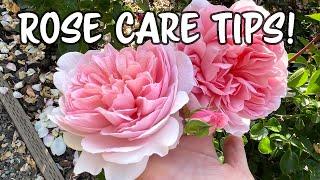 How I take Care of My Roses! Rose Care Tips