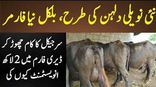 Nili Ravi Buffalo Farm || Dairy Farming Business Details || Village Info Official