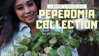 Jewelyn's Collective: Peperomia Collection | January 2018 | ILOVEJEWELYN