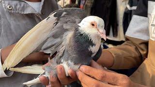 jama masjid kabootar market delhi 08/12/2024 kabutar market Delhi white pigeons