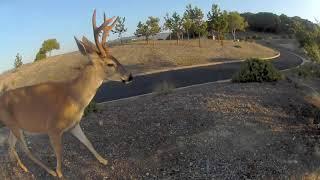 Trailcam compilation July 2021