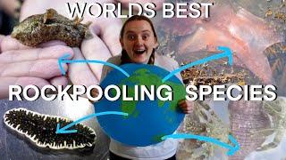 BEST ROCKPOOLING SPECIES IN THE WORLD! Rockpooling in UK, Australia, America, Africa and MORE!