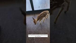 The couple found a lost fawn in need of help and then adopted it.