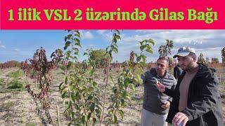 VSL-2 üzərində Bir İlik Gilas Bağı . VSL-2 Barede məlumat