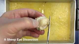 Sheep Eye Dissection: A Quick Tutorial