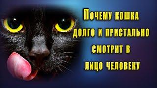 Почему кошка долго и пристально смотрит в лицо человеку: 9 пояснений