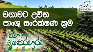 පාංශු සංරක්ෂණයේ වැදගත්කම | Haritha Tv | Waga Perahuru