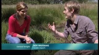 Adders - Snake News Report with Ben Waddams