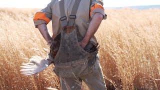 Upland: Pheasant Hunting with Bird Dogs