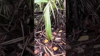 Russ Yusupoff. Walking with Igor through jungle Pahoa, Hawaii.05-07-24.