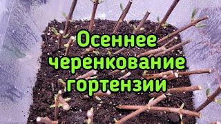 Осеннее черенкование метельчатой гортензии