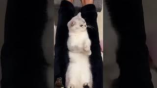 #funny #catvideos #pets #cute #cats #cat #sevda #catlover