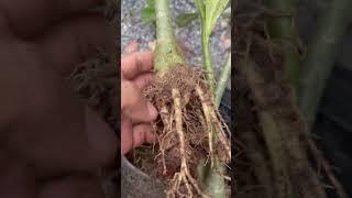 How to make adenium roots grow beauyifully #adenium #adeniumcare #adeniumplantcare #shorts