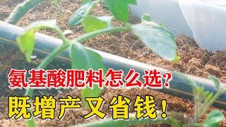 都是氨基酸，作为肥料用哪种？氨基酸肥料市场乱人眼【付老师种植技术团队】