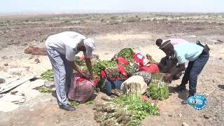 Interception de Contrebande de Khat par la Douane et la Gendarmerie