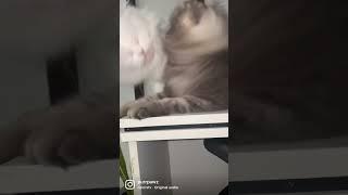 Smart kitty  #cat #catfunny #catvideos #cattiktok #catlover #cattv