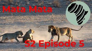 Mata Mata, Big Cats, Chalet Visitor and Adventure filled Night Drive! Oct23 SA S2 Ep 5