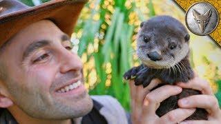 Cutest Baby Otter EVER!!