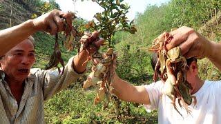 How to cook delicious forest frog - Cooking skills