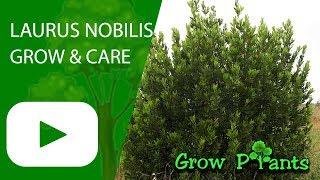Laurus nobilis - How to grow (Bay laurel)