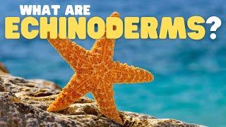 What Are Echinoderms? | Learn all about the phylum of starfish, sea urchins, and sea cucumbers!