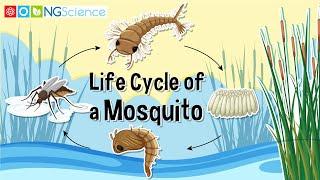 Life Cycle of a Mosquito