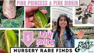 RARE Plant Finds! DID I FIND a Philodendron ‘Rio’ CREAM SPLASH /Philodendron PINK BIRKIN!!! 