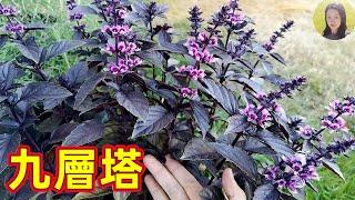 Potted Violet Basil 盆栽好看好吃的紫色九層塔/羅勒