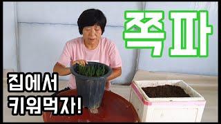 쪽파! 집에서 길러 실컷 먹자 - 주말농장 [일꾼TV]