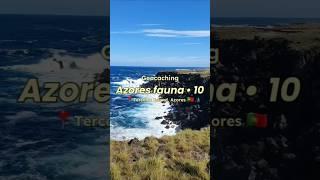 Azores fauna - 10 