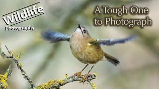 Goldcrest | UK Wildlife and Nature Photography | Canon R5