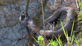 Water Snake Finds, Catches, & Eats Bullfrog