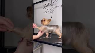 YORKIE GROOMING WITH SCISSORS #yorkie #doggroomingforbeginners #doggroomingtips