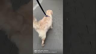 #nikiminaj #timo #shorts #trending #reels #viral #ytshorts #dog #goldenretriever