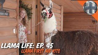 Llama in the HOUSE & First Aid - Ep.45 - Llama Life