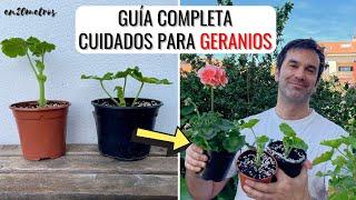 GUÍA COMPLETA PARA GERANIOS: podar, hacer esquejes y plantar pelargonio || en20metros