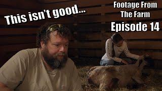 Footage From The Farm: Episode 14 - Dr. Pol 911!!! Shocking Deformed Lamb = Emergency Lambing!