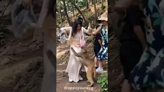 Monkey Attack On People  #shorts #monkeyattack #monkeyshort