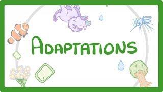 GCSE Biology - Adaptations  #79