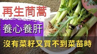 How to regrow Garland chrysanthemum【再生蔬菜-茼蒿】皇帝菜，養肝菜，沒有菜耔又買不到菜苗時的好方法