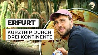 So hast du Erfurt noch nie gesehen | #hinREISEND