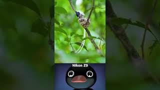 I phone  vs nikon camera  test || Bird lovely moment photography | cn creators