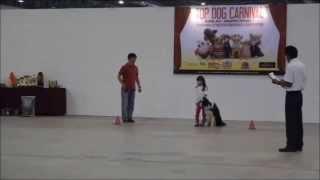 PETAS 8th dog obedience competition