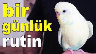 Muhabbet Kuşunun Bir Günü Nasıl Olmalı Günlük Rutin