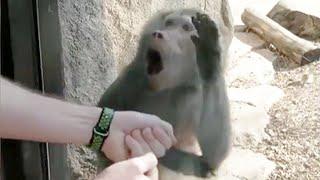 Monkeys Reaction to Magic - Funny Monkey Videos [Funny Pets]