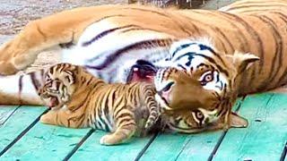 Scared of thunder. How cute are the tiger cubs running into the house!