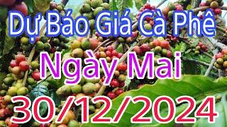 dự báo giá cà phê ngày mai 30/12/2024 sẽ tăng hay giảm